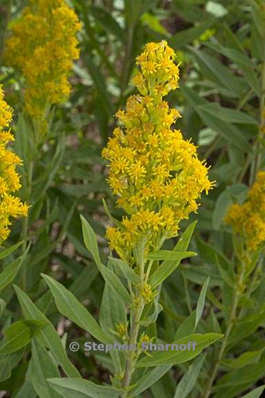 solidago elongata 2 graphic